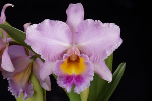 Rhyncholaeliocattleya Lyn Evans Suki's King Zelle HCC/AOS 75 pts.